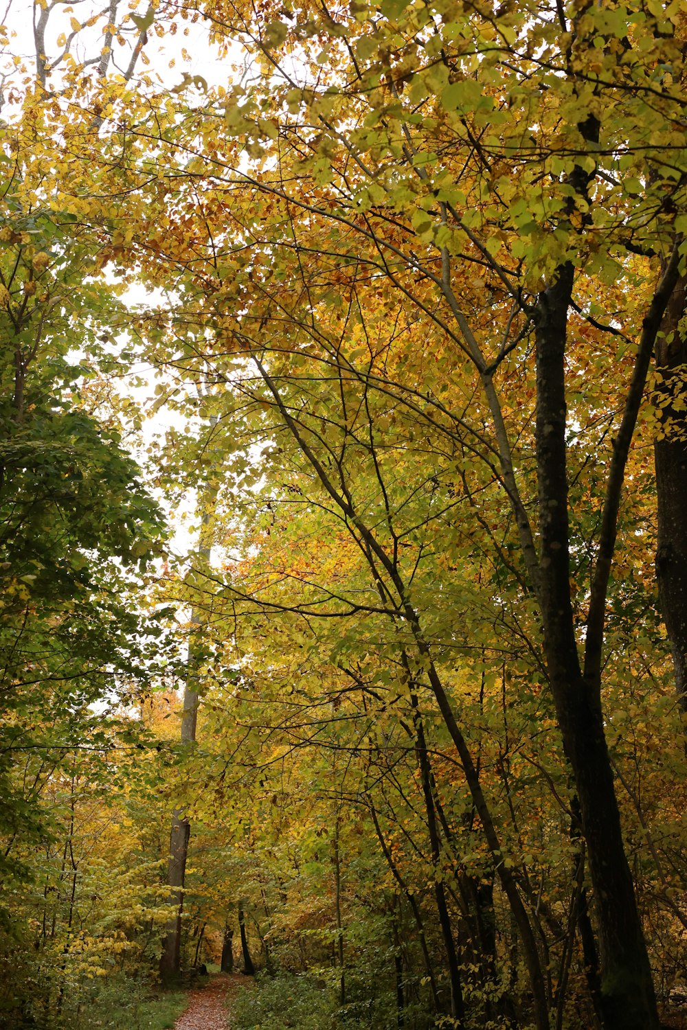 a path through a forest with lots of trees