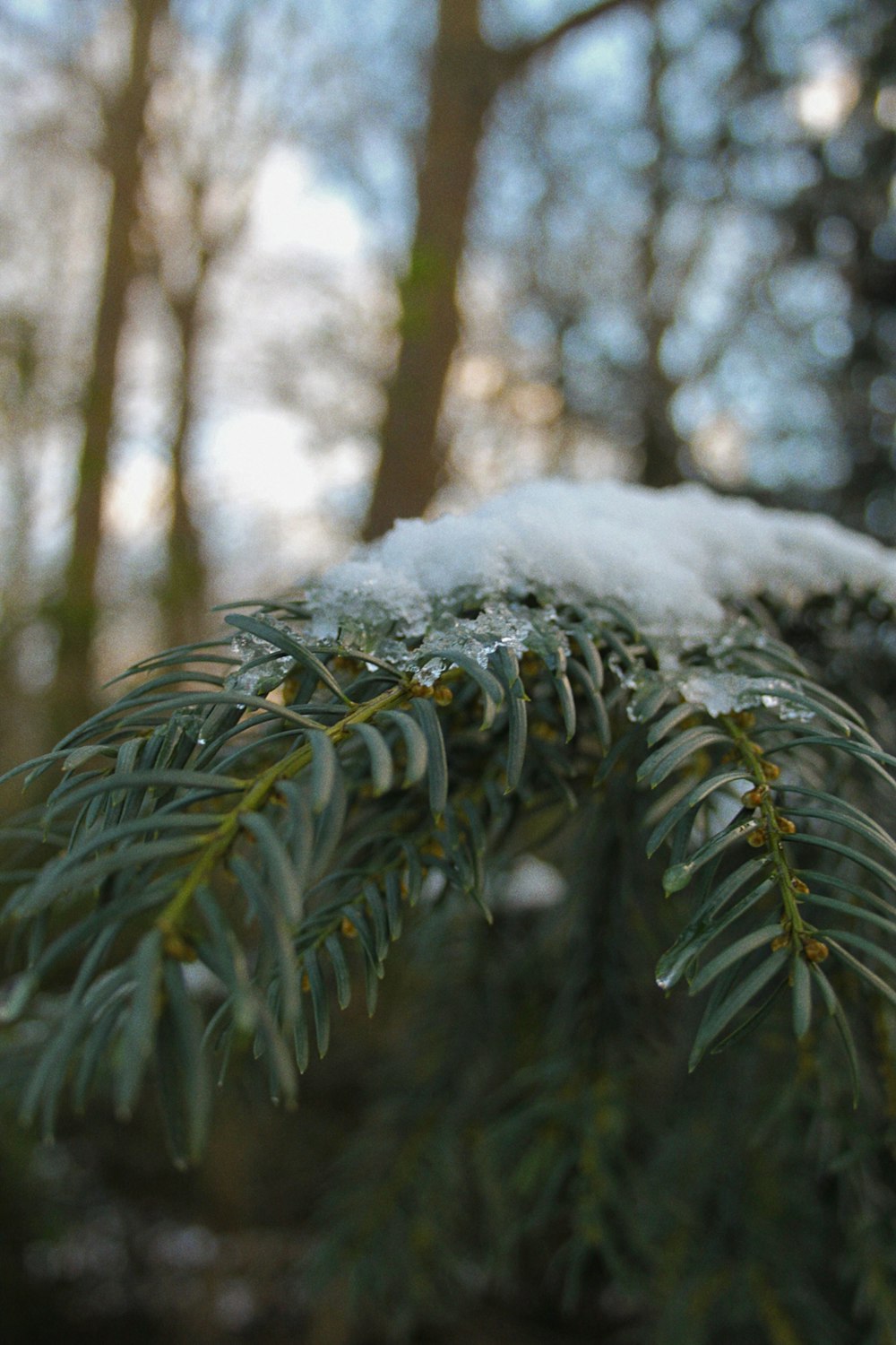 a close up of a pine tree with snow on it