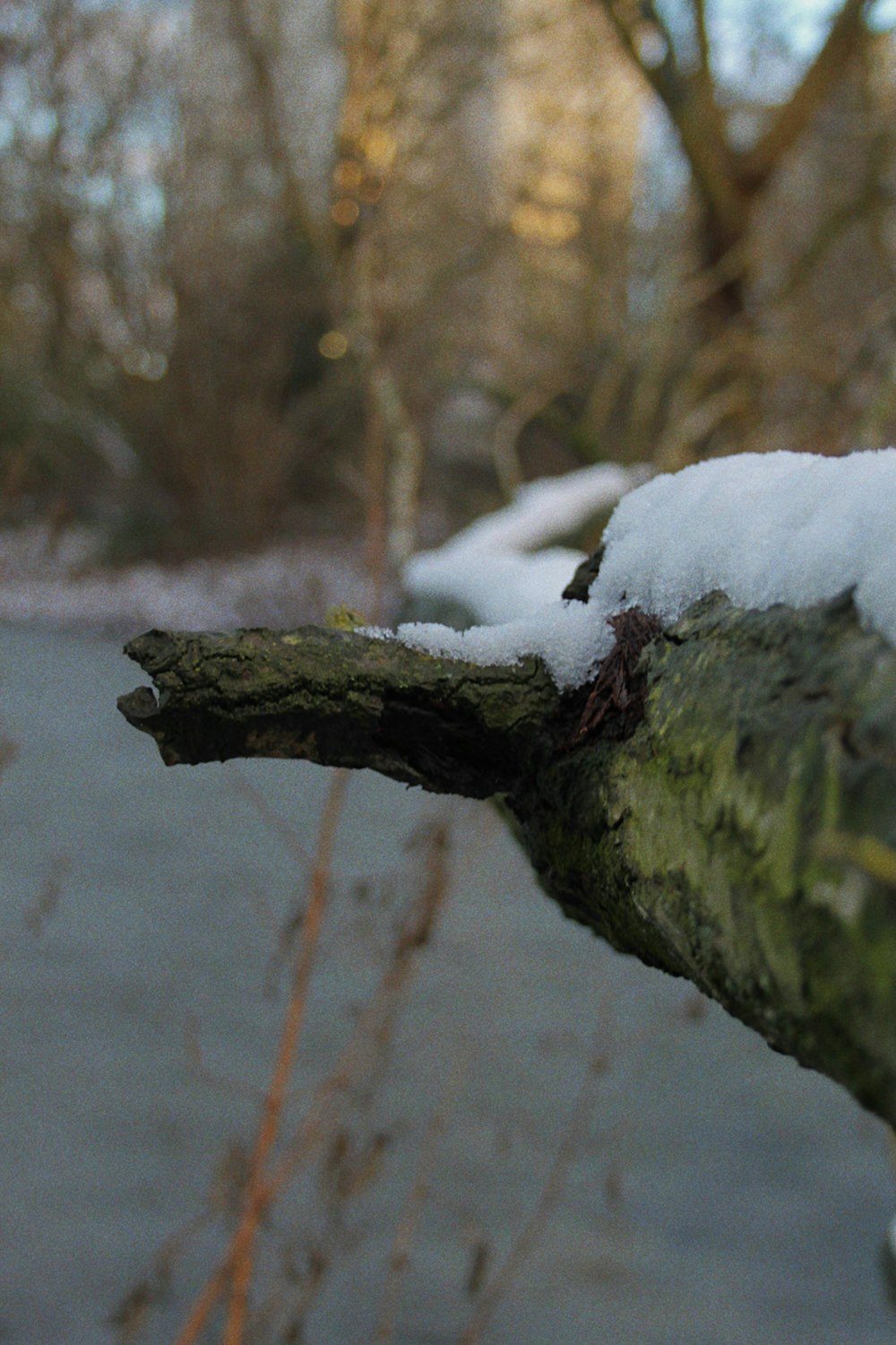 a bird perched on a tree branch covered in snow