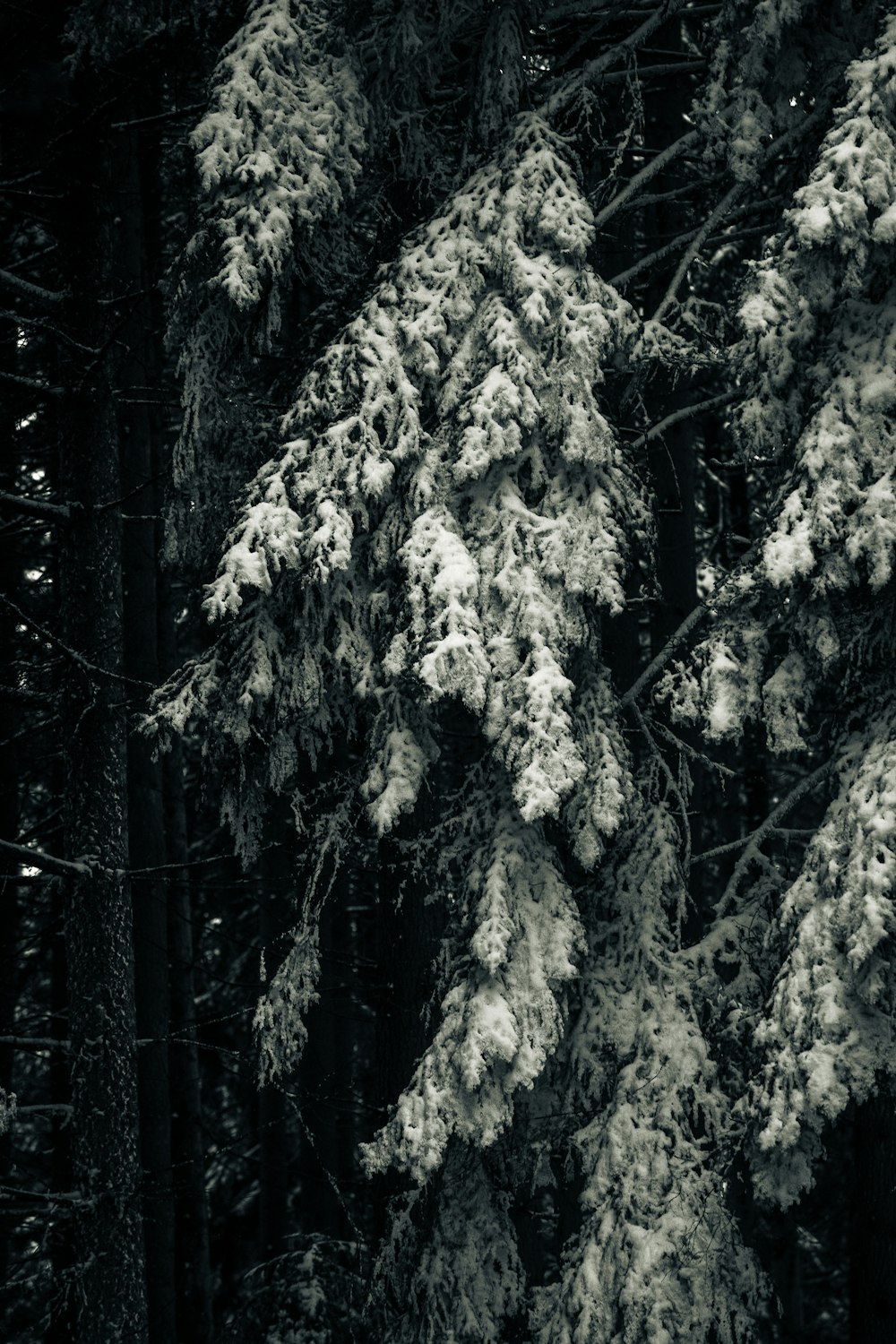 a black and white photo of snow covered trees