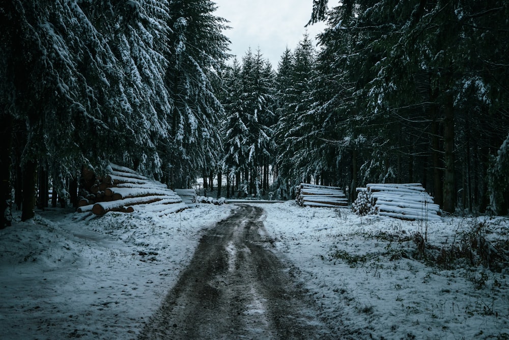 a dirt road in the middle of a forest covered in snow