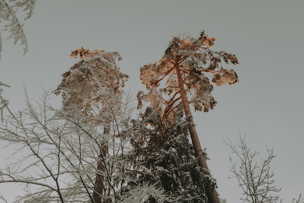 a tall tree covered in snow next to a forest