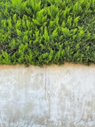 a close up of a plant on a wall