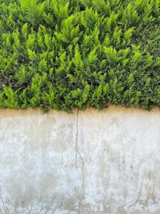 a close up of a plant on a wall