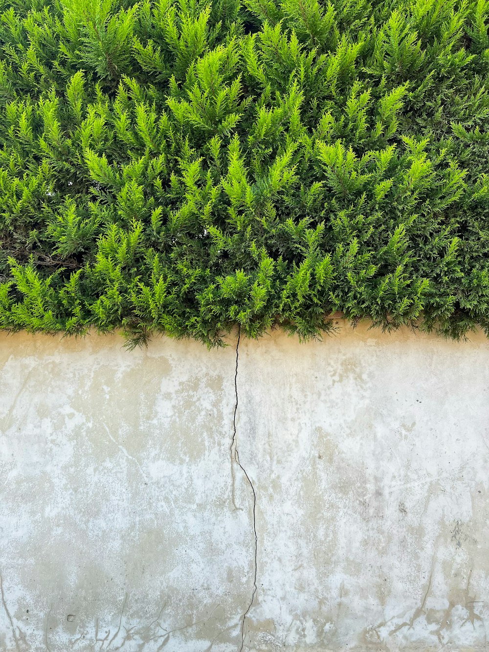 a close up of a plant on a wall