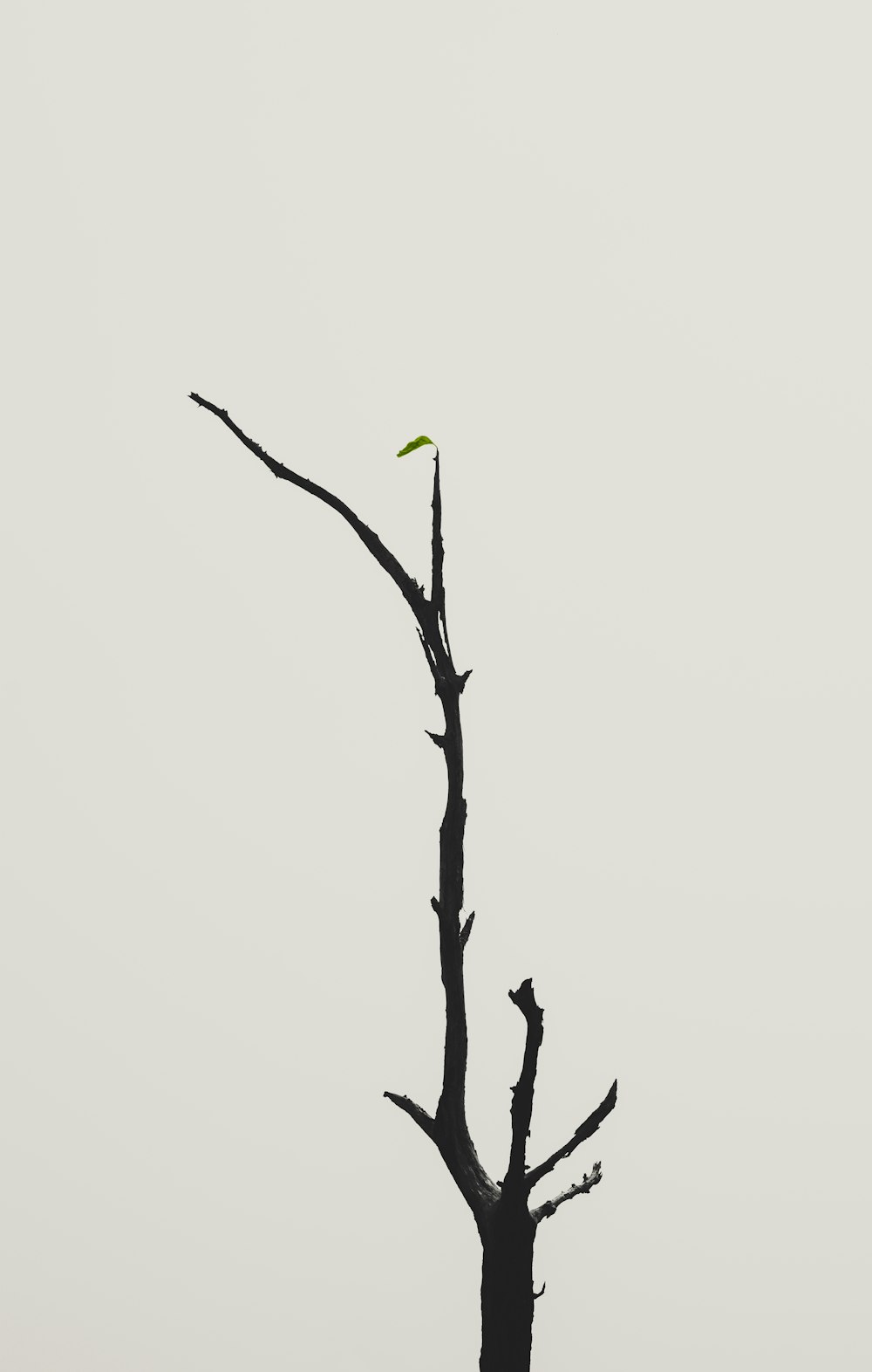 a lone bird perched on top of a dead tree