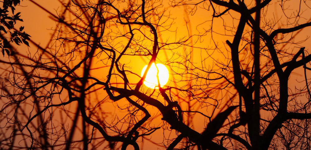the sun peeking through the branches of a tree