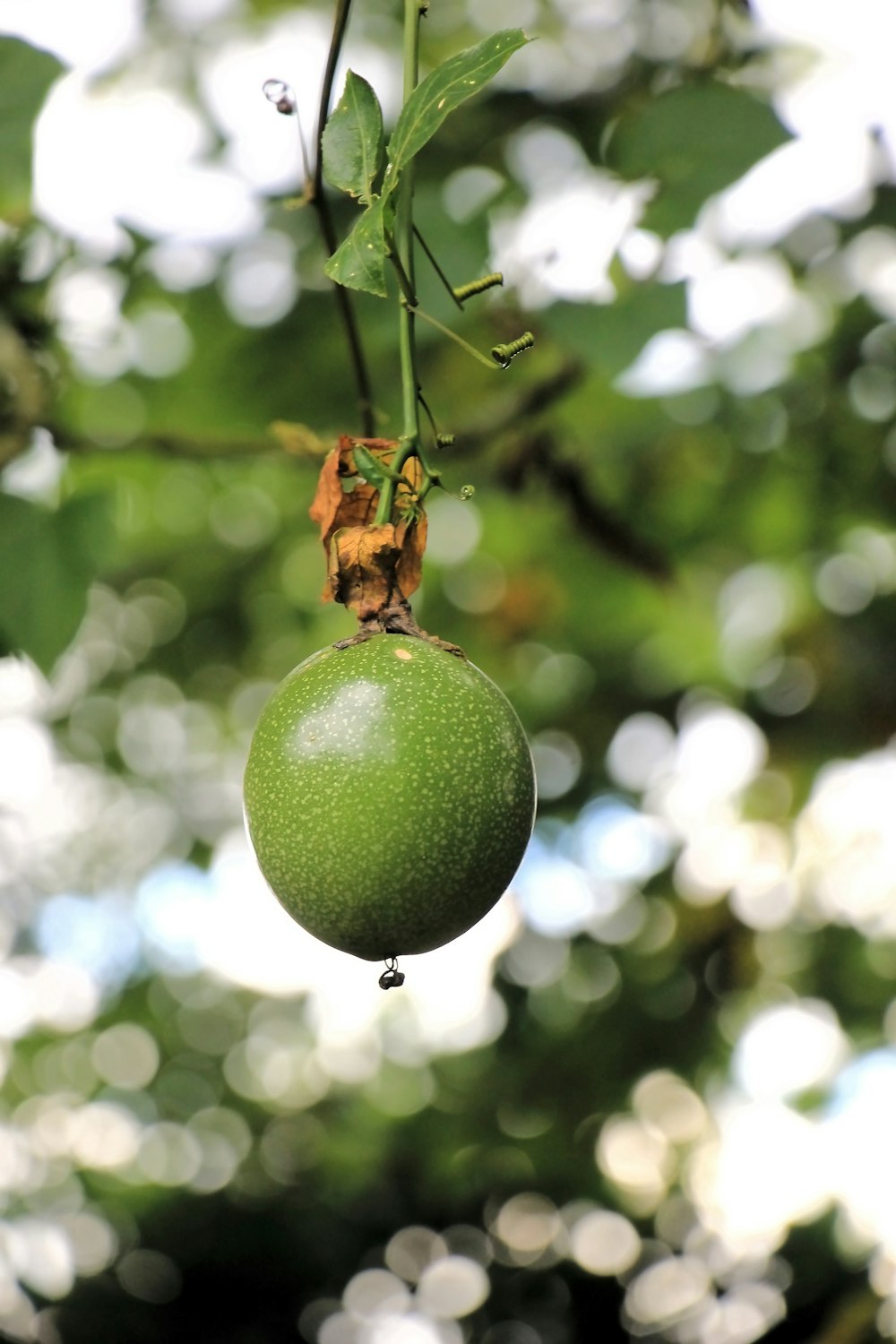 a close up of a green fruit hanging from a tree