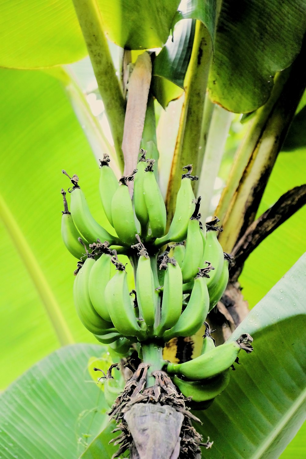 a bunch of green bananas hanging from a tree