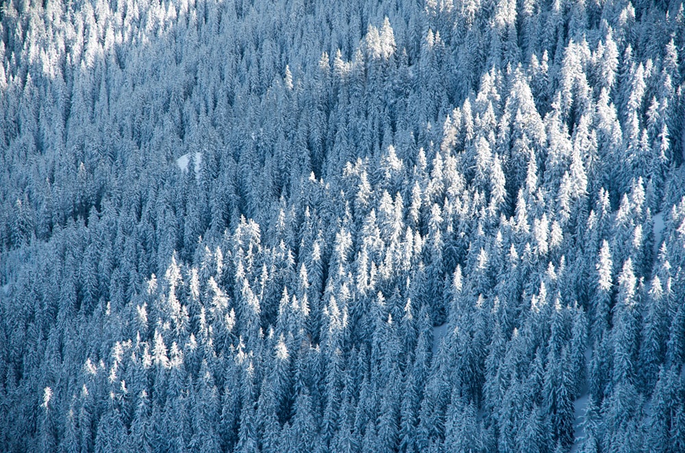 a group of trees that are covered in snow