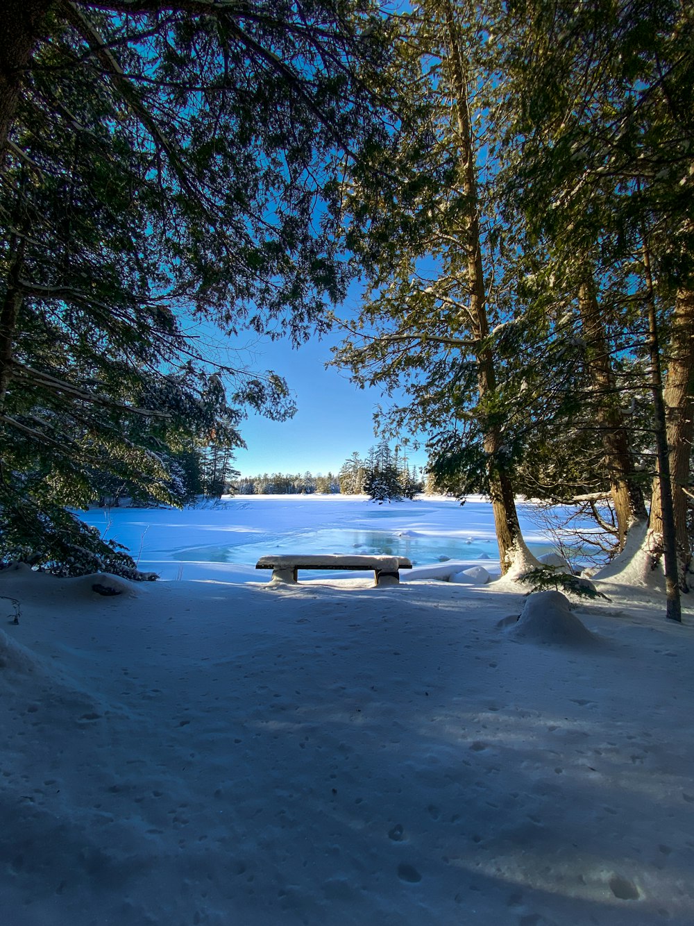 a bench in the middle of a snowy forest