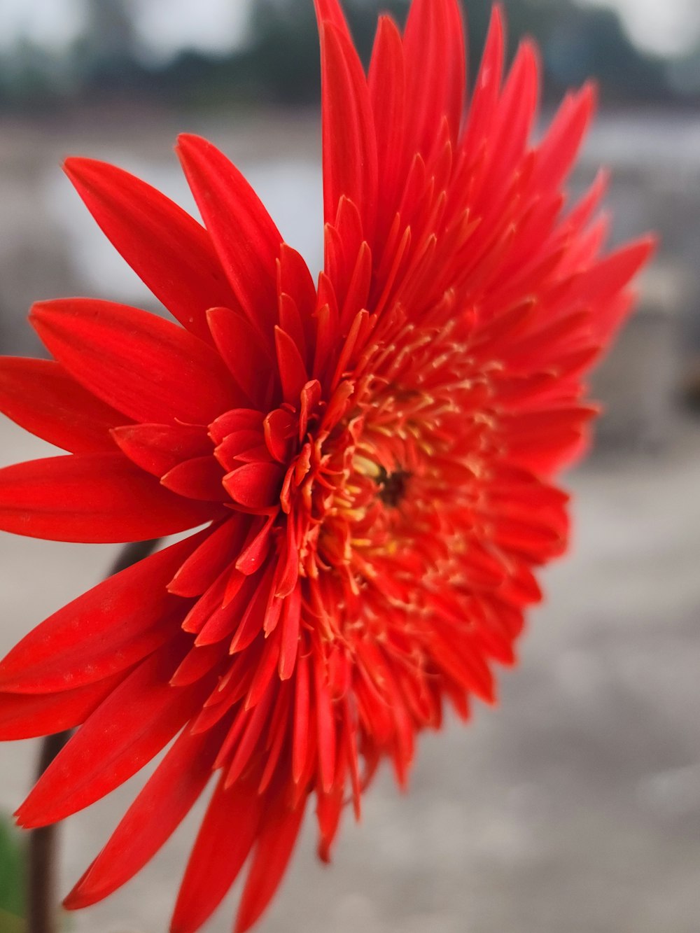 a close up of a red flower with a blurry background