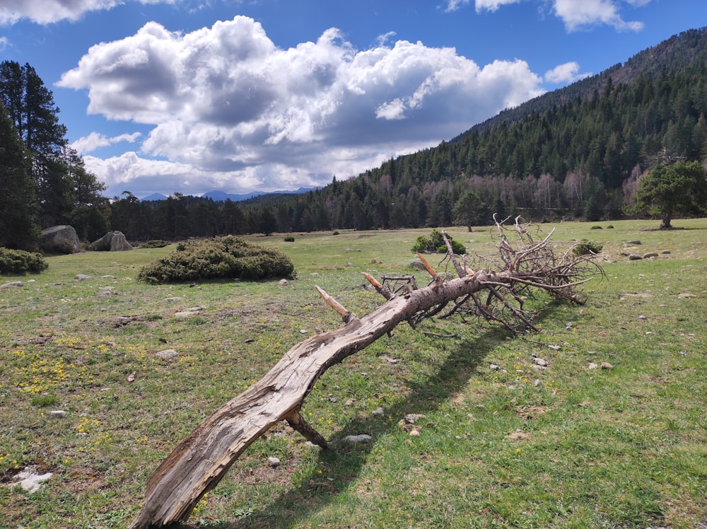 a fallen tree in a field with mountains in the background