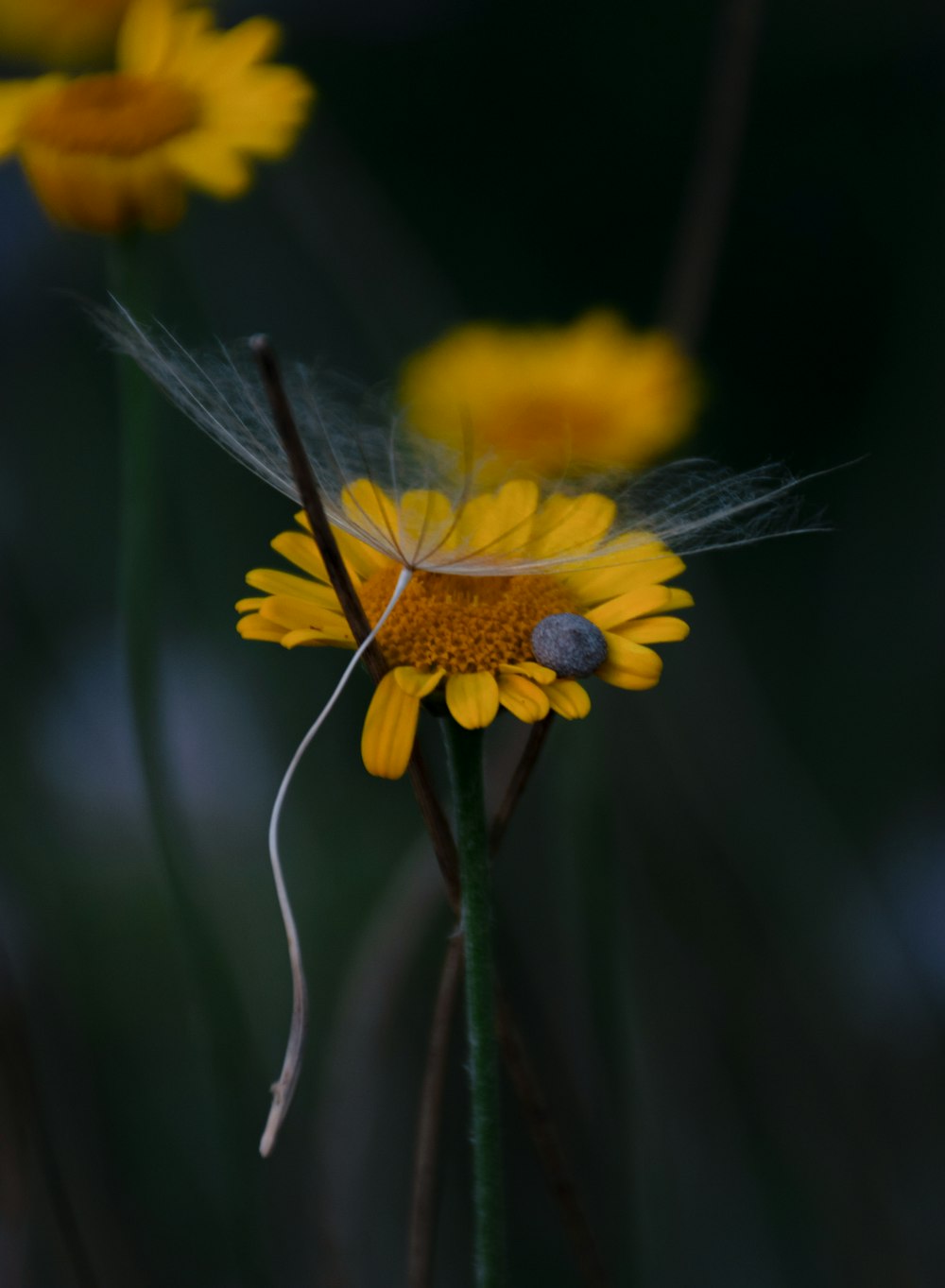 a close up of a yellow flower with a bug on it