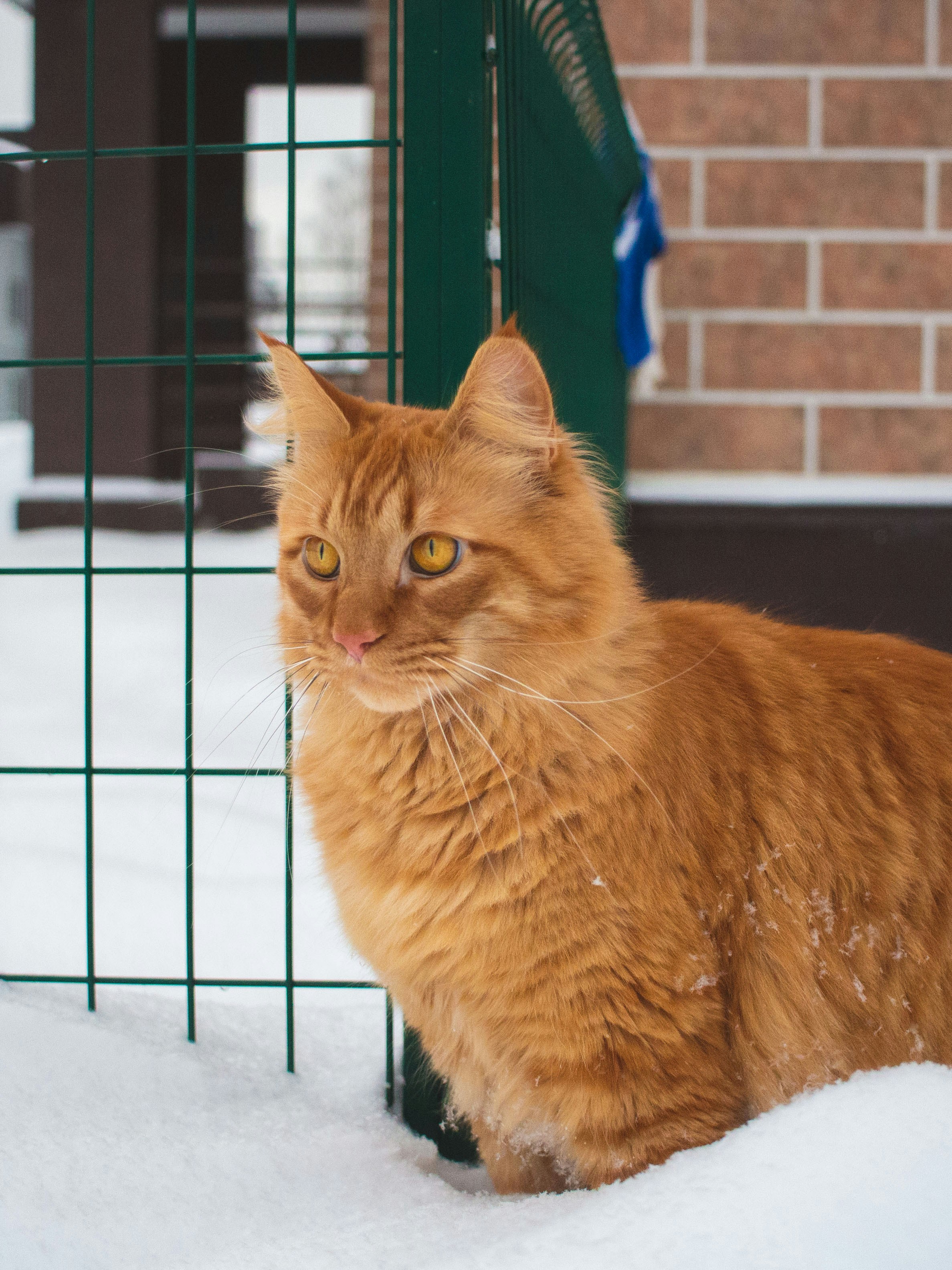 an orange cat sitting in the snow next to a fence