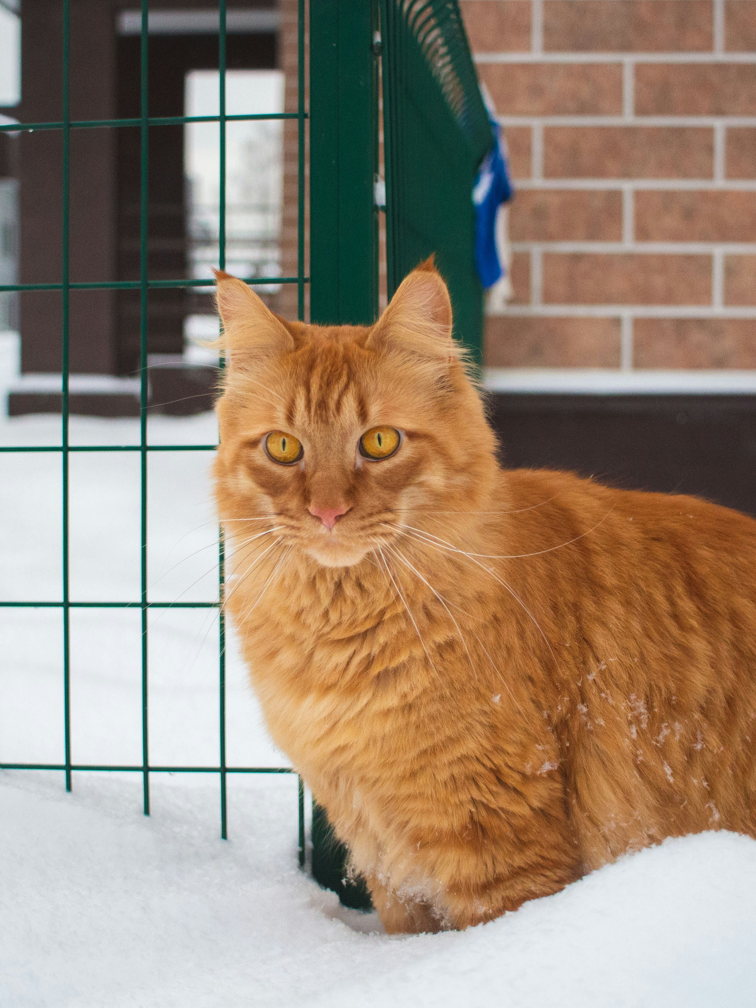 an orange cat sitting in the snow next to a fence