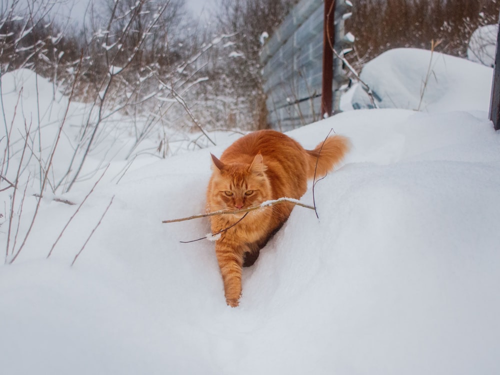 an orange cat walking through the snow with a stick in its mouth