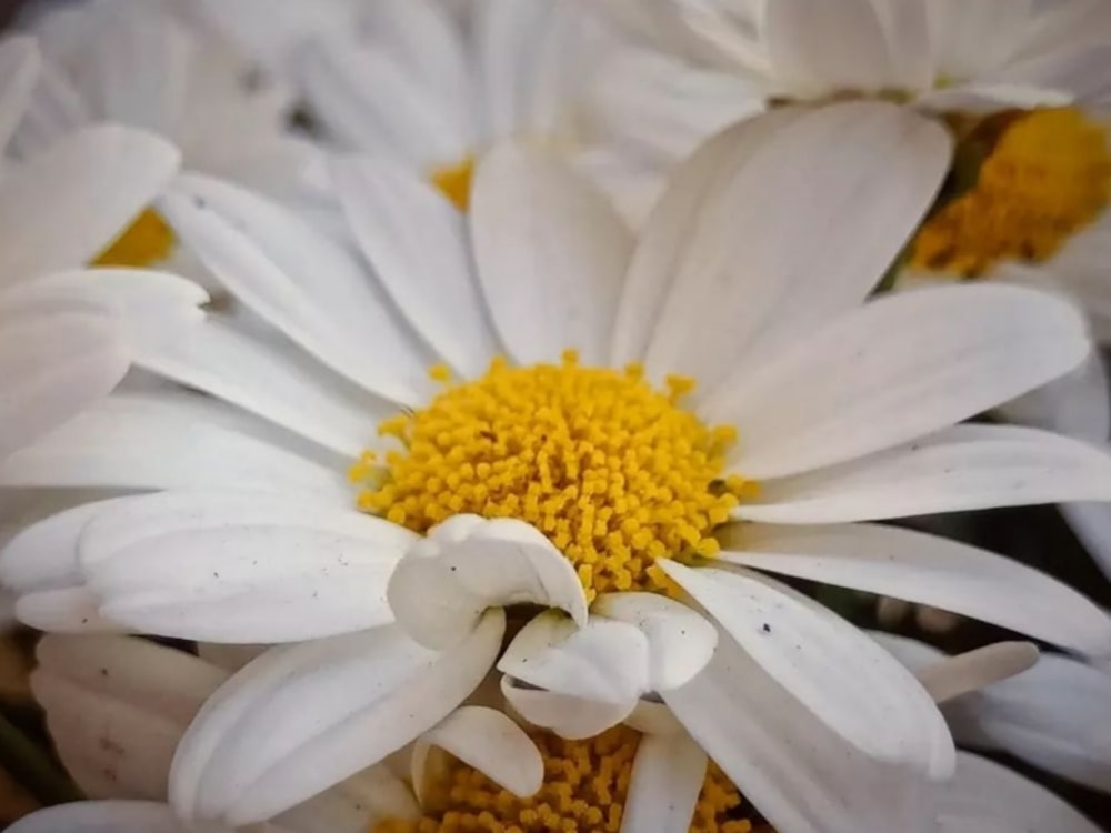 a close up of a bunch of white flowers