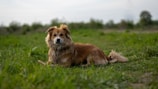 a brown dog laying on top of a lush green field