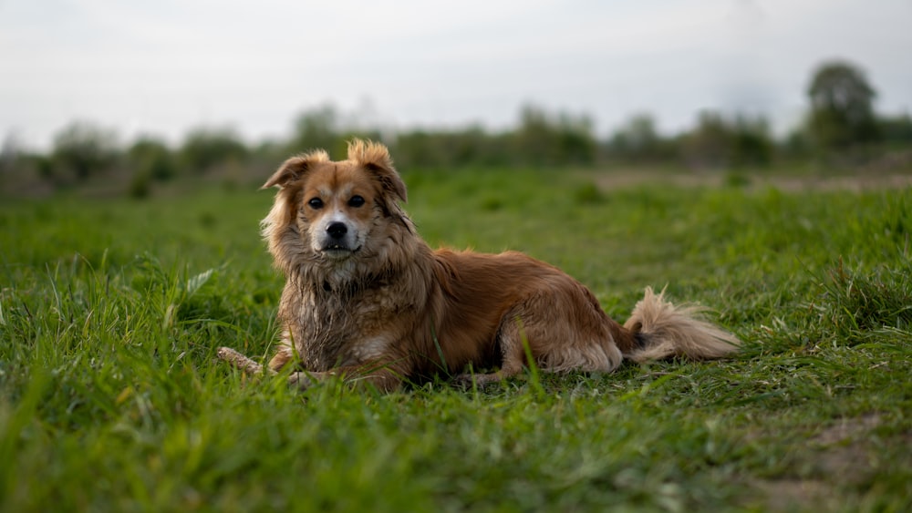 a brown dog laying on top of a lush green field