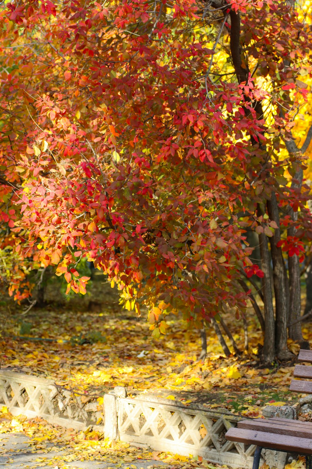 a wooden bench sitting under a tree filled with leaves