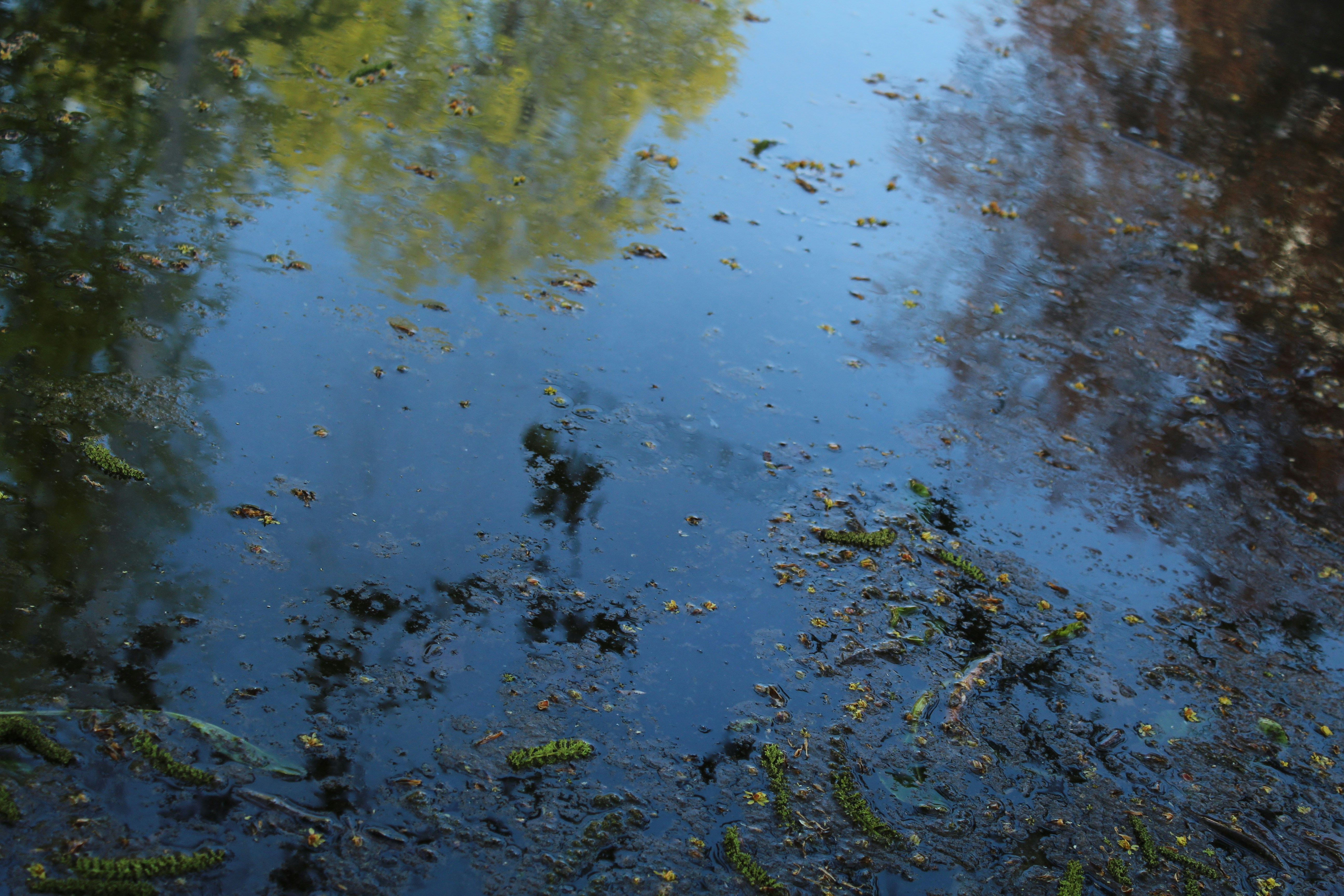 Photo by alidacellura