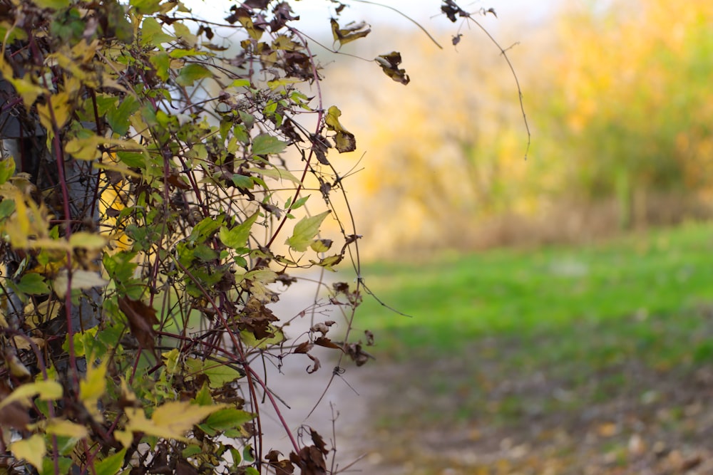 a bush with green leaves on it next to a road