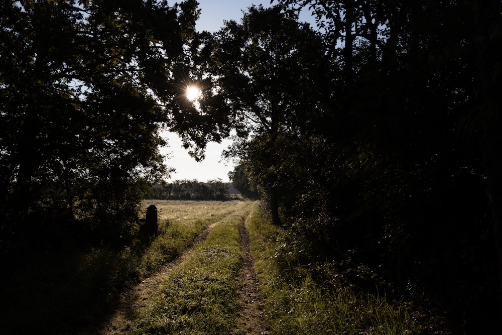 the sun shines through the trees on a path