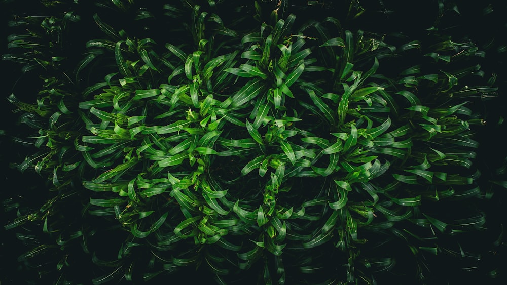 a green plant with lots of leaves on it