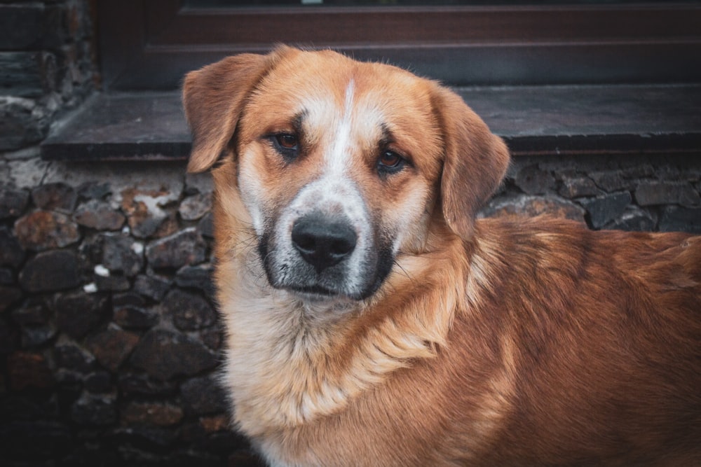 a close up of a dog near a door