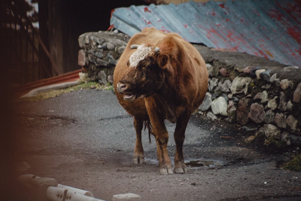 a brown cow standing on top of a dirt road