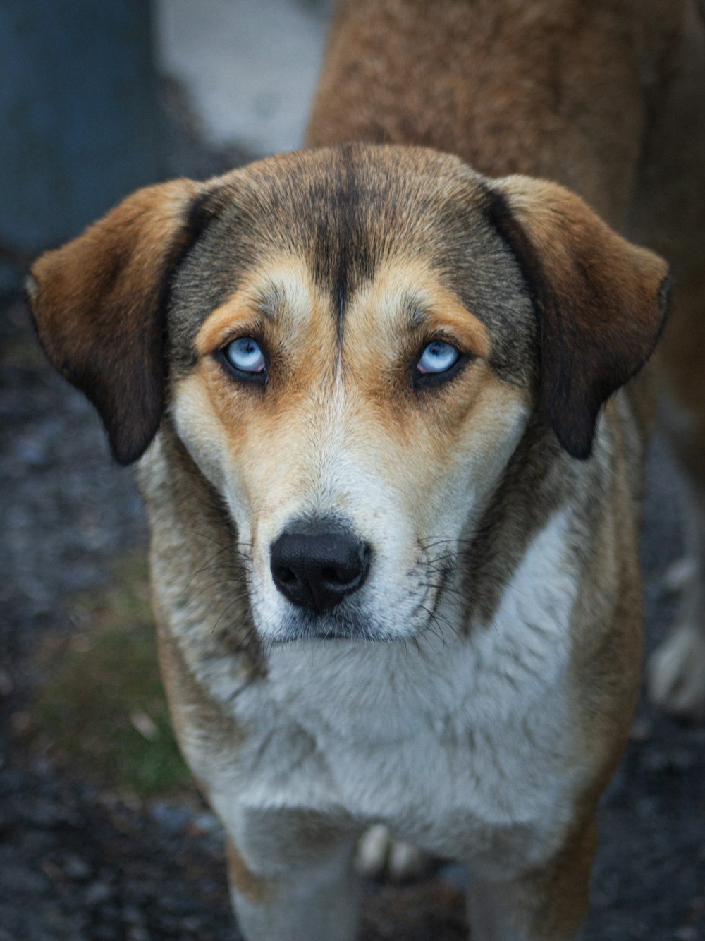 a close up of a dog with blue eyes