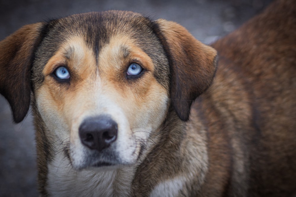 a close up of a dog with blue eyes