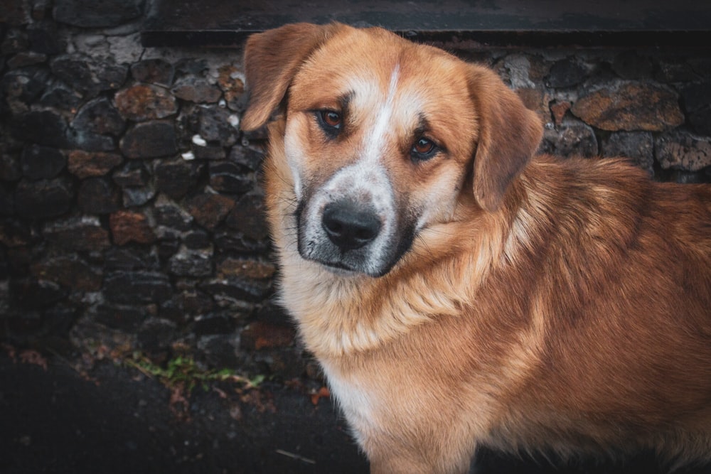 a large brown dog standing next to a stone wall