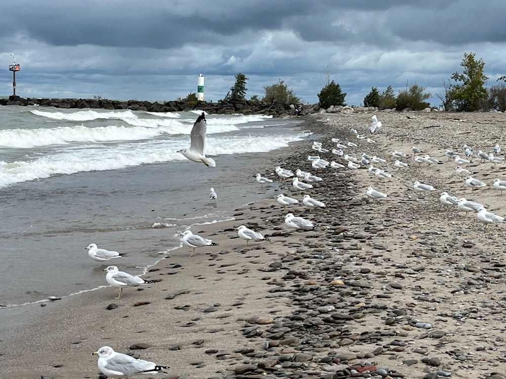 a flock of seagulls standing on a beach next to the ocean