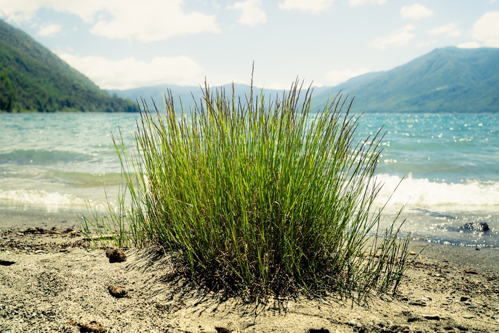 a plant growing out of the sand on a beach