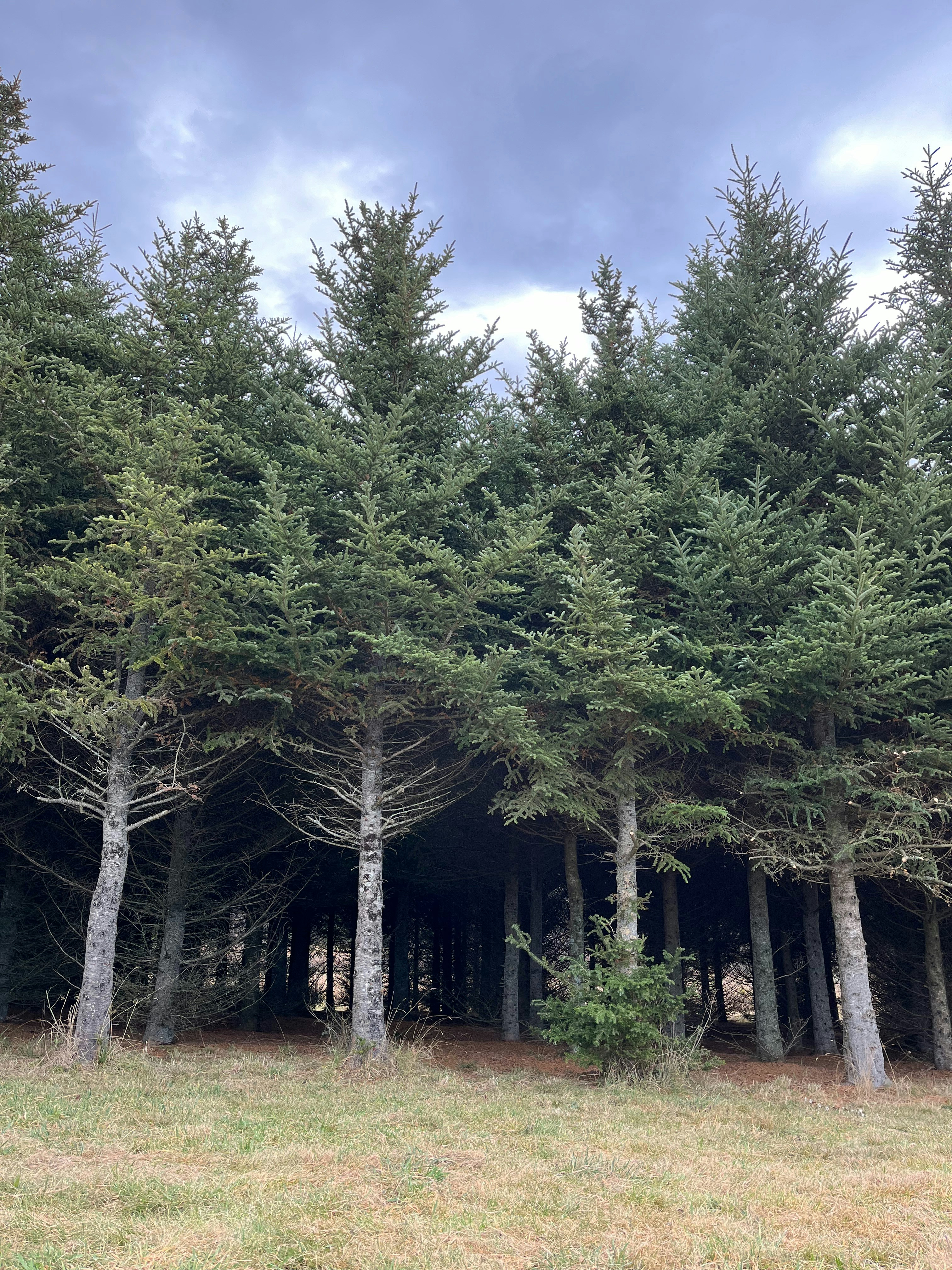 a group of trees in the middle of a field