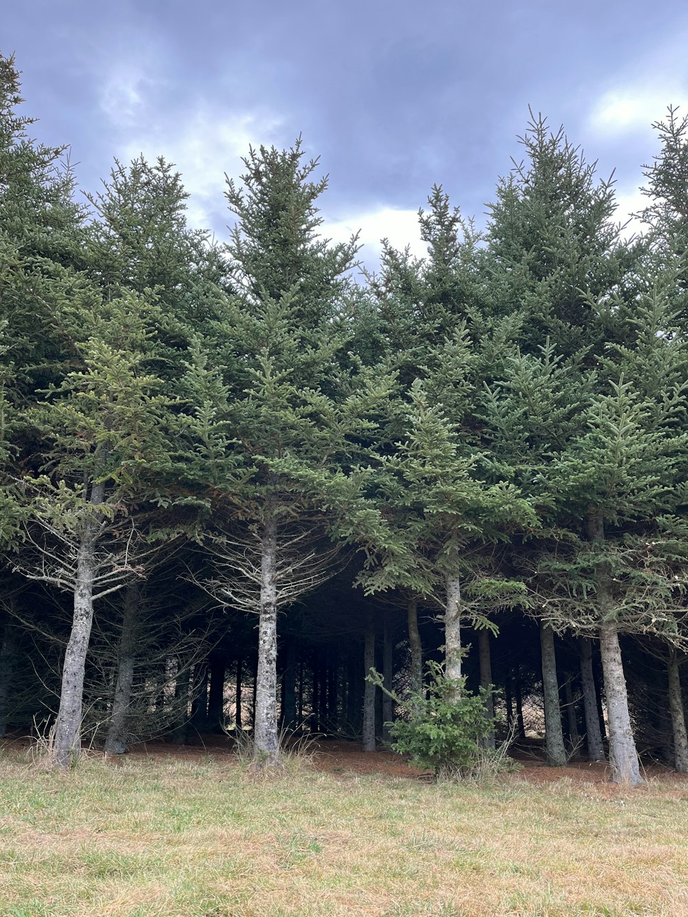 a group of trees in the middle of a field