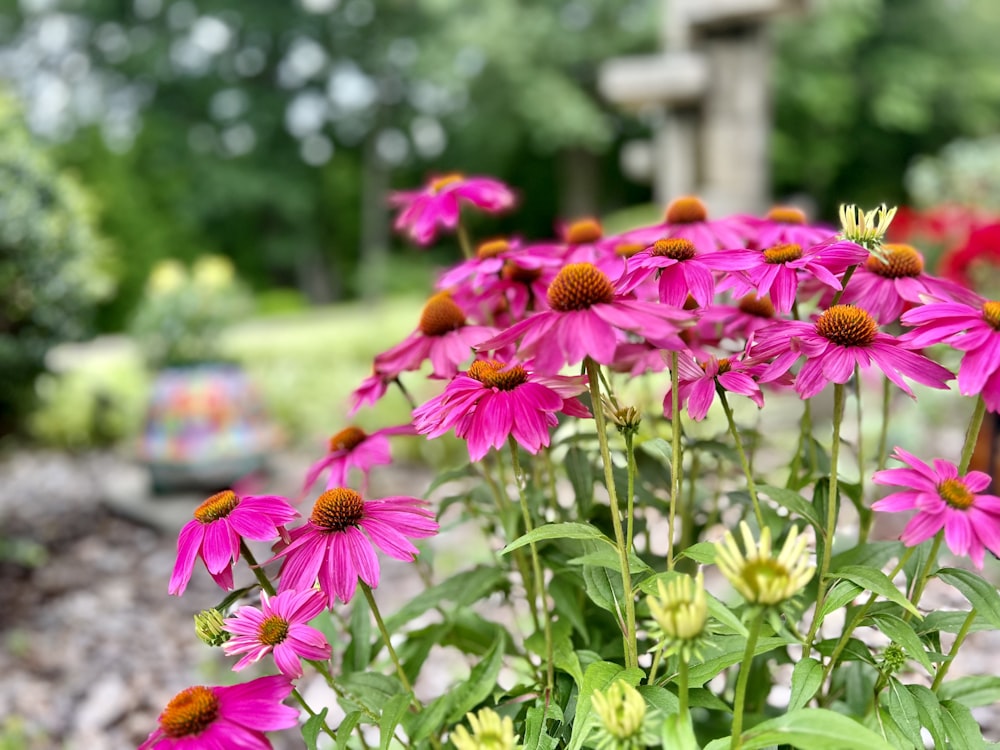 a bunch of pink flowers in a garden