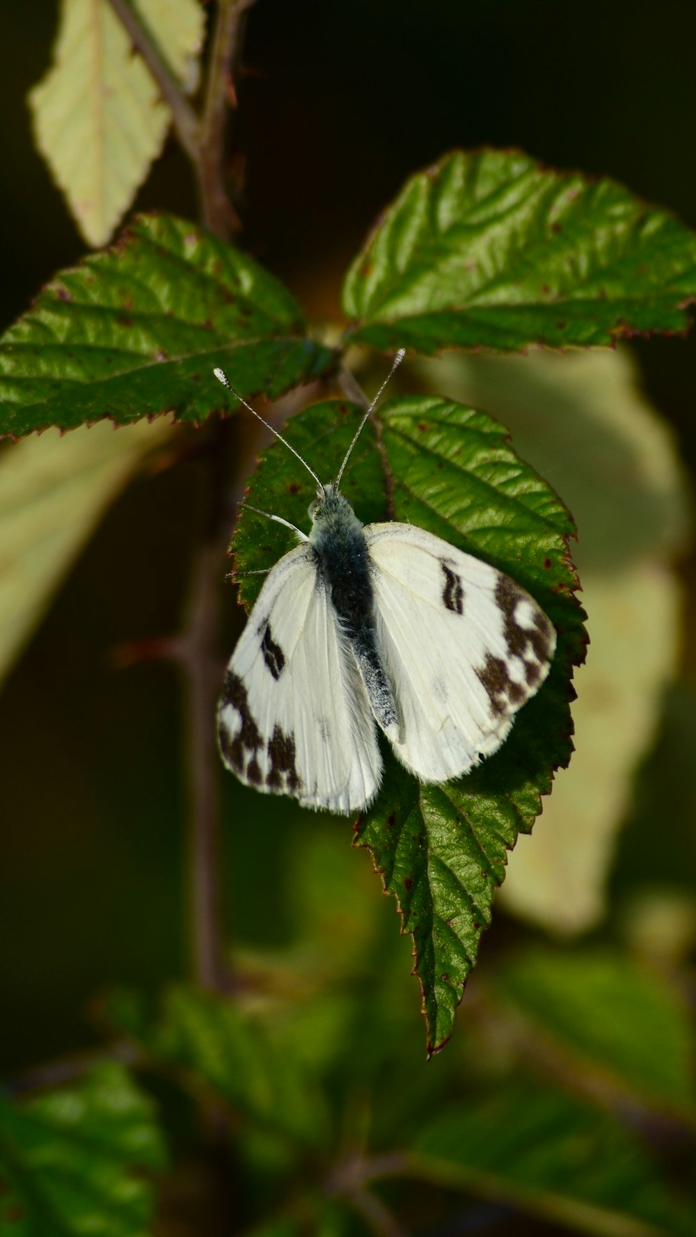 a white butterfly sitting on top of a green leaf