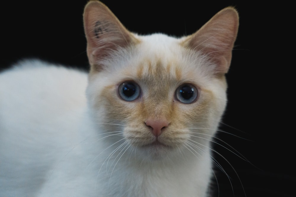 a close up of a cat with blue eyes