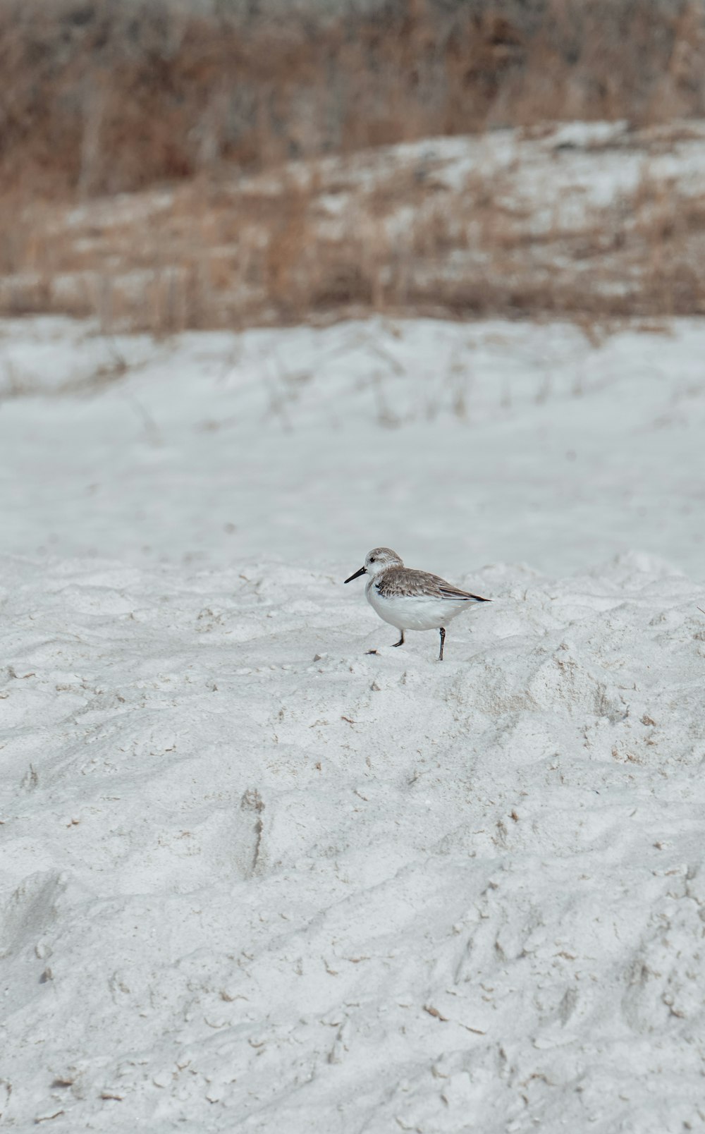 a small bird standing on top of a snow covered field