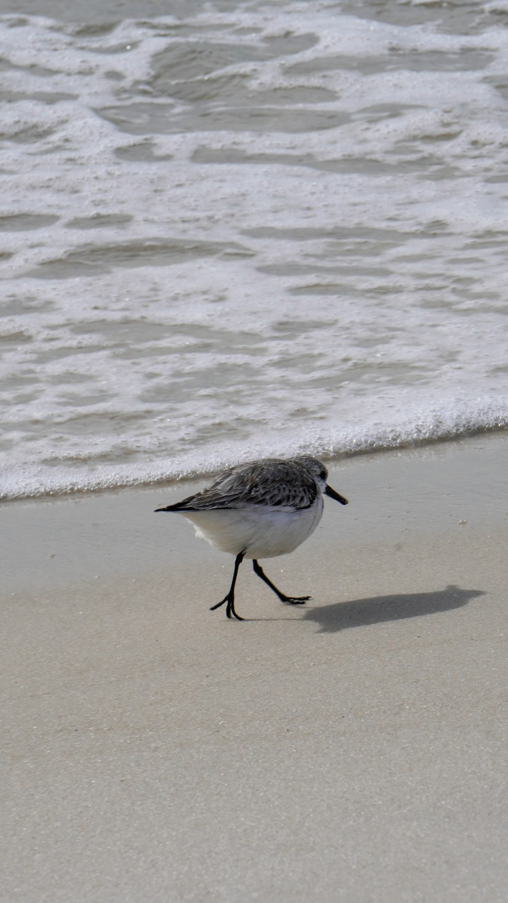 a small bird walking on the sand of a beach