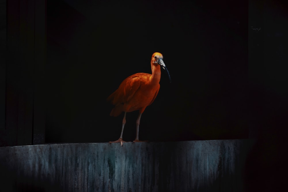 a large bird standing on top of a cement wall