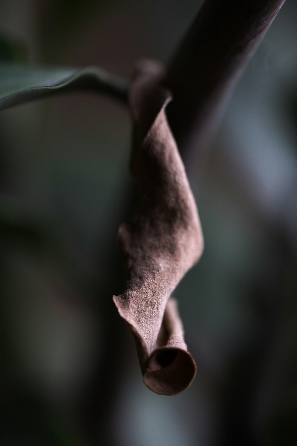 a close up of a plant with a long stem