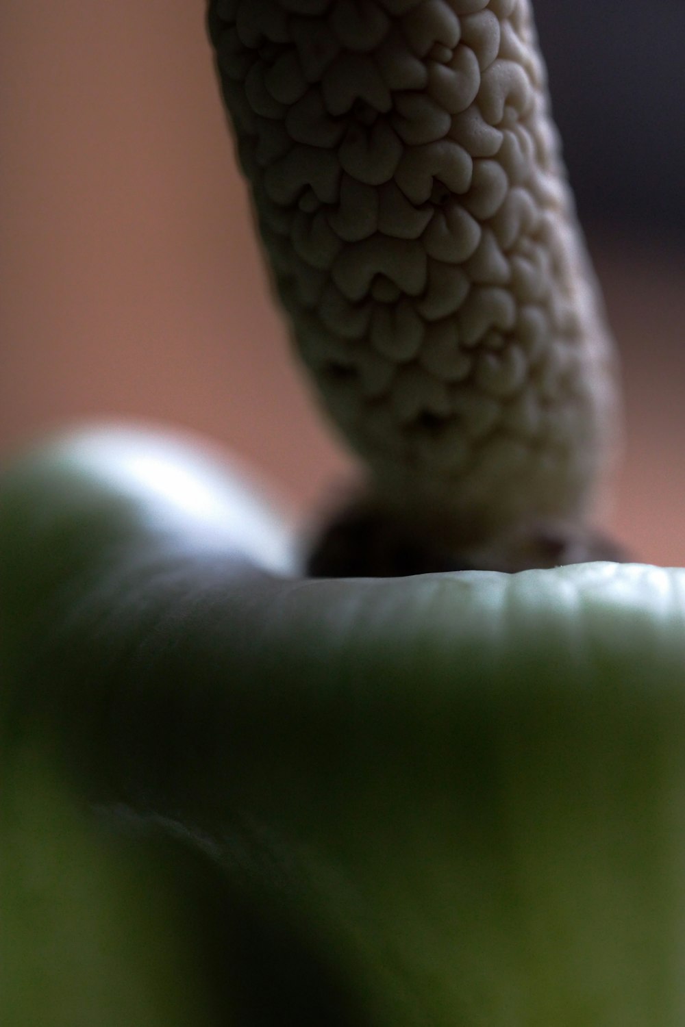 a close up of a flower with a blurry background