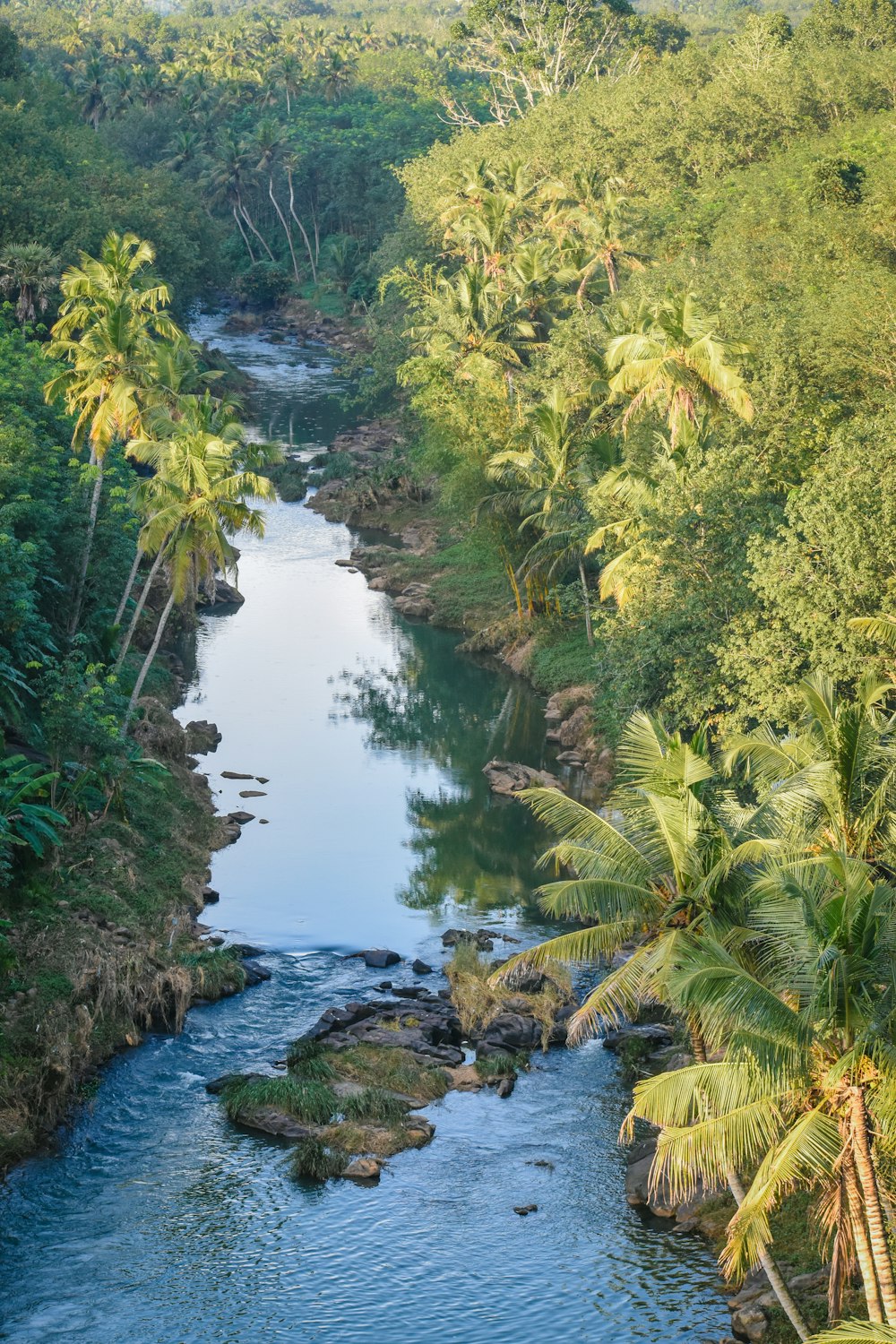 a river running through a lush green forest