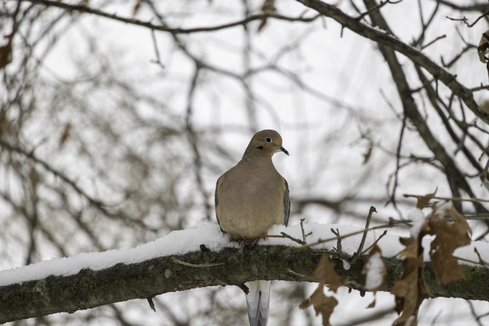 a bird sitting on a branch of a tree