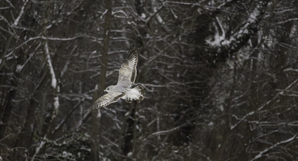 a white bird flying over a forest covered in snow
