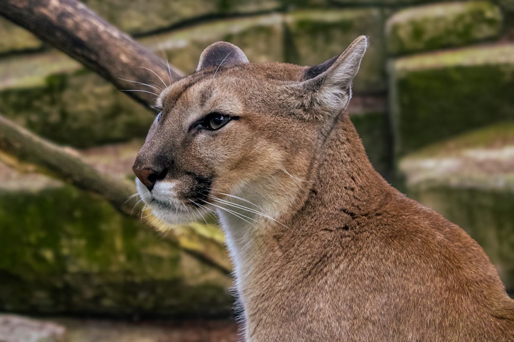 a close up of a mountain lion near a tree